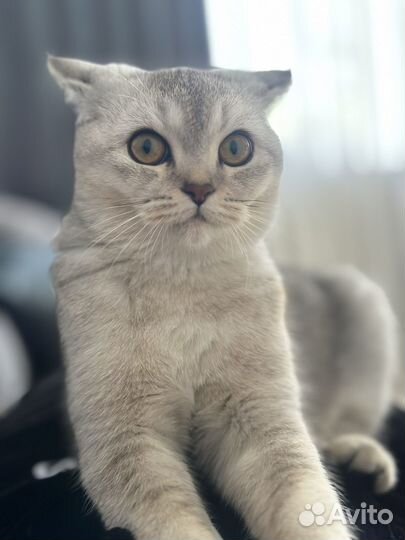 Британская кошка