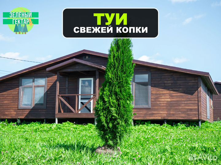 Туи смарагд 1,8 метра свежая копка 2023