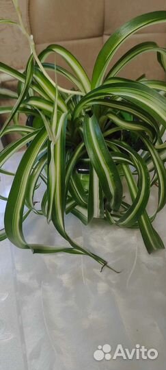 Хлорофитум кудрявый