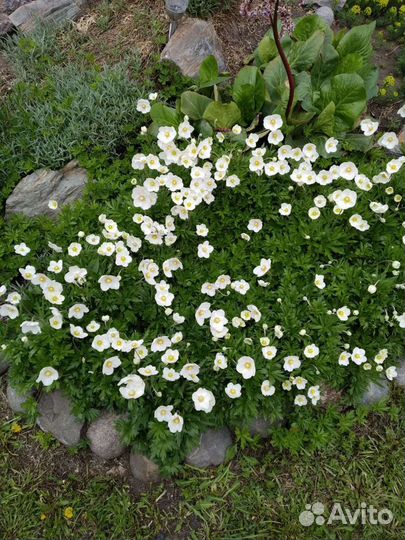 Многолетники