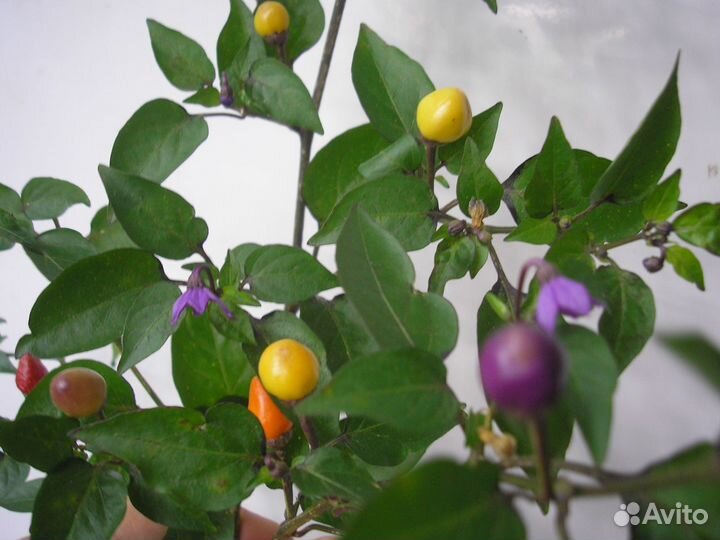 Излишки семян комнатных перцев и томатов