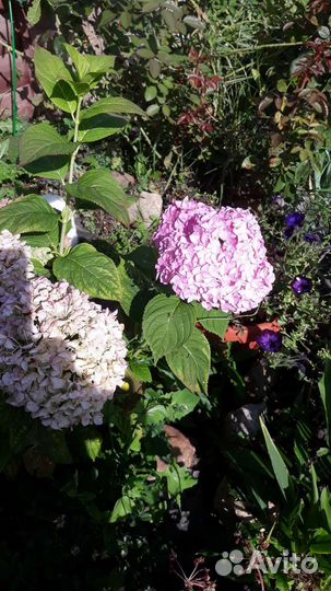 Гортензии крупнолистные