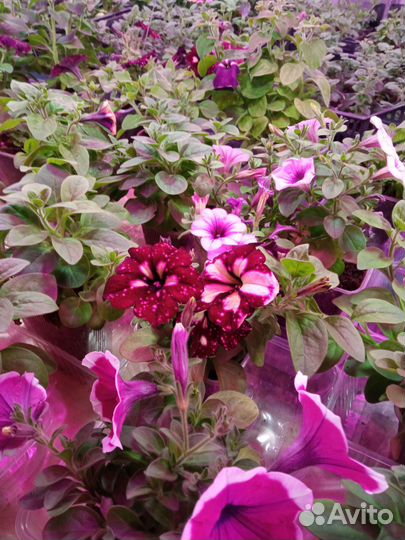 Рассада петунии