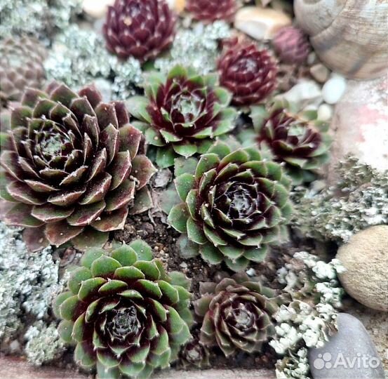 Молодило набором