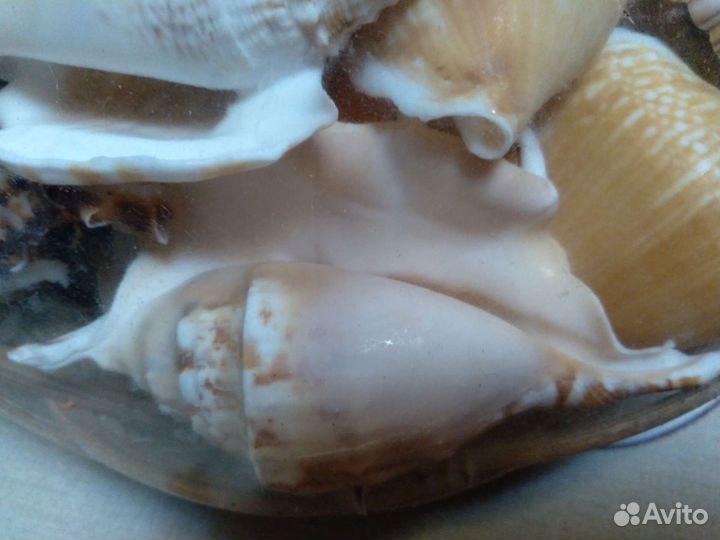 Морские ракушки раковины