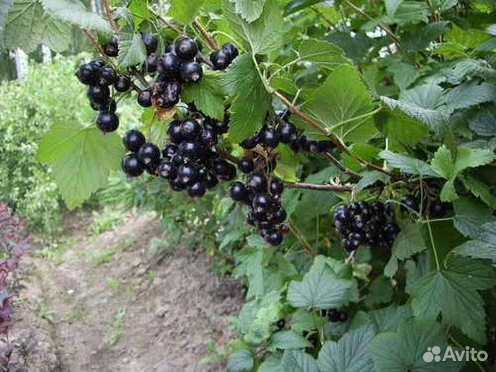 Черная смородина