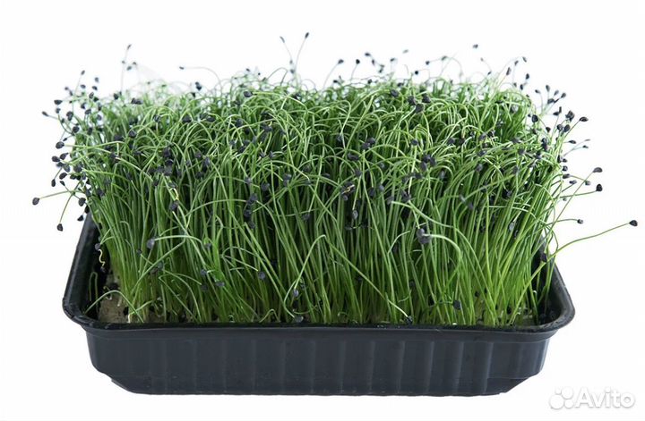 Микрозелень в Омске