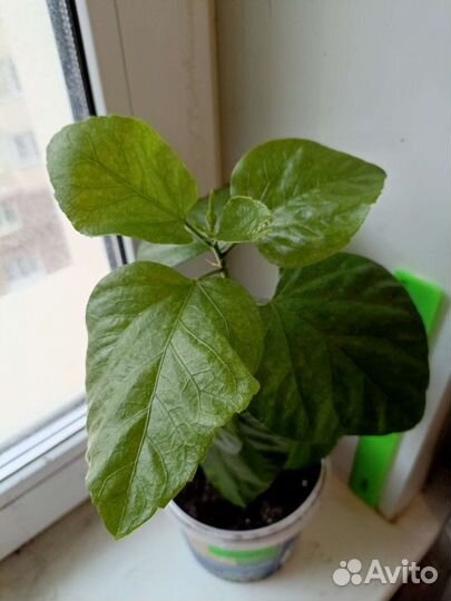 Гибискус Georgia's Pearl