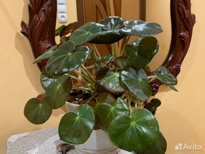 Дифенбахия