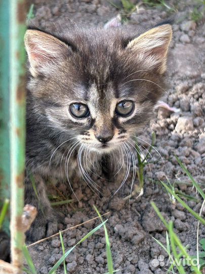 Котята бесплатно
