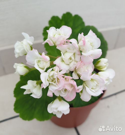 Герань (пеларгония)