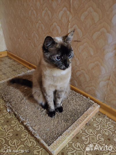 Кошки в добрые руки