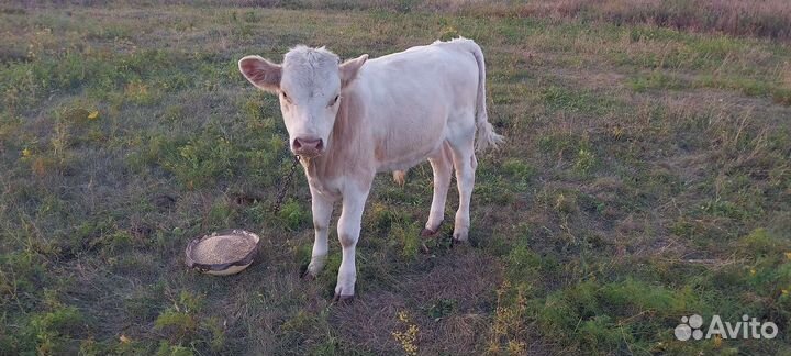 Продам бычка