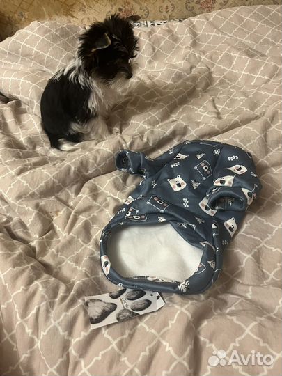 Одежда для собак