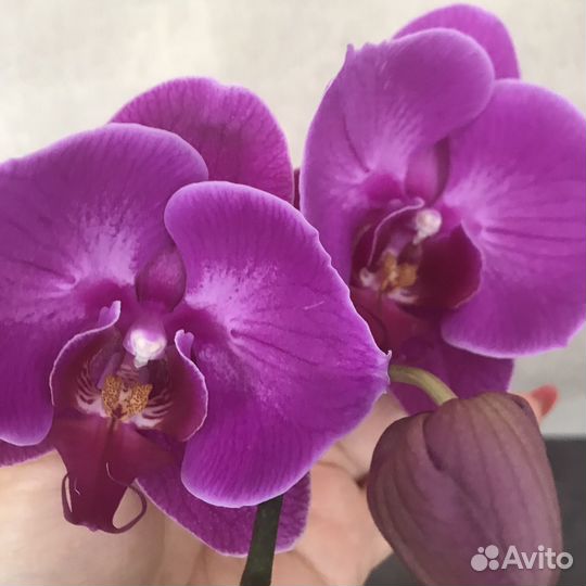 Орхидея бабочка