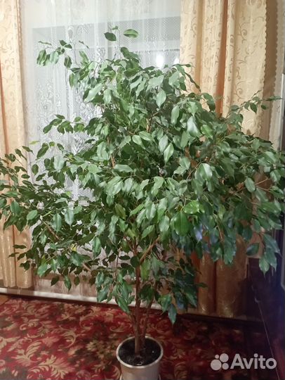 Фикус бенджамина большой