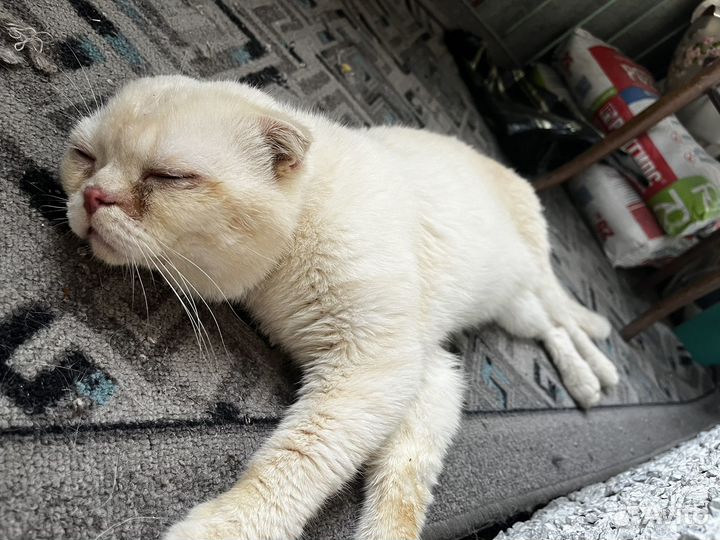 Кот