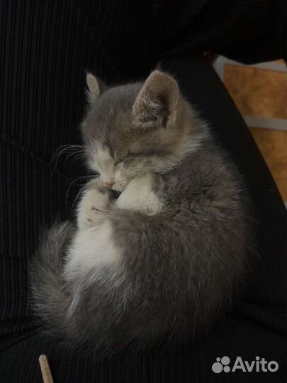 Котенок 2 месяца девочка