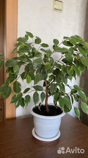Фикус бенджамина пестролистный