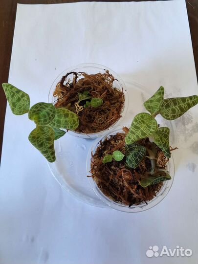 Орхидея драгоценная макодес петола