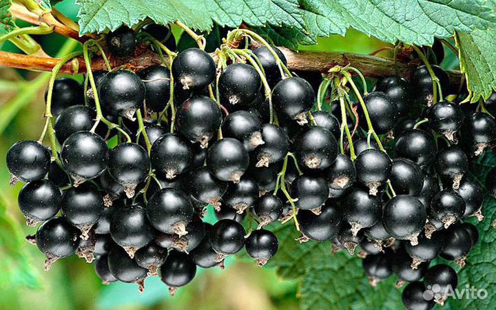 Саженцы черной смородины