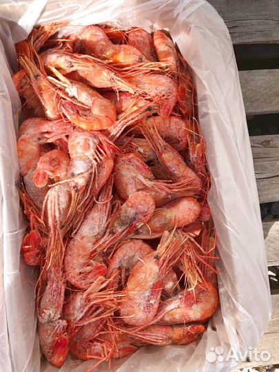 Креветка Ботан