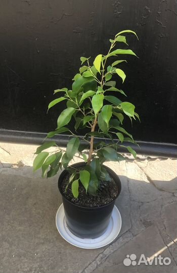 Фикус бенджамина