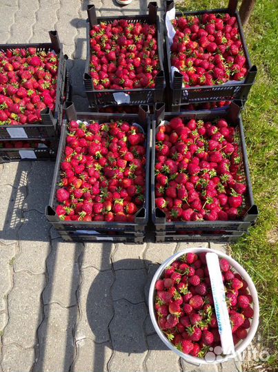 Рассада клубники. Цена договорная