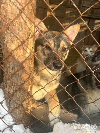 Щенок в добрые руки бесплатно