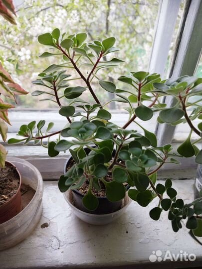 Цветы Аихризонт