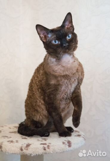 Девон рекс - Эльфы из Девоншира