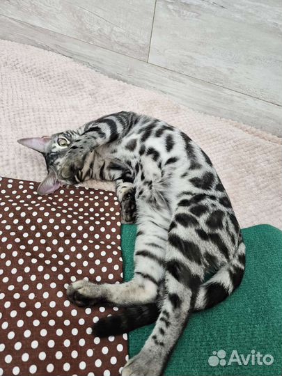 Самый сладкий мальчик бенгальчик