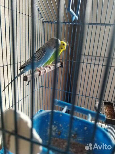 Волнистые попугай с клеткой