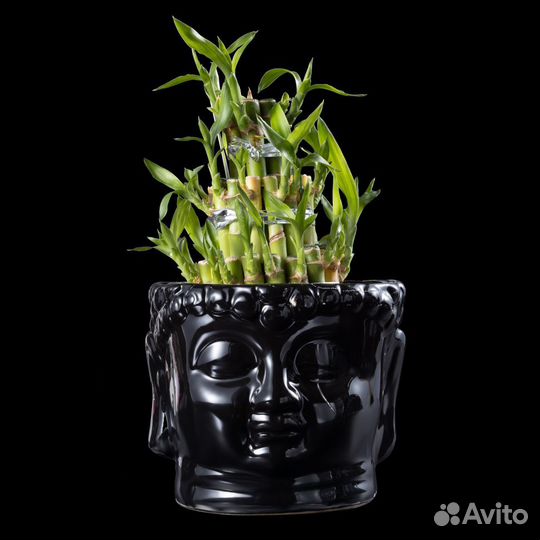 Бамбук Лаки в черной керамике D14