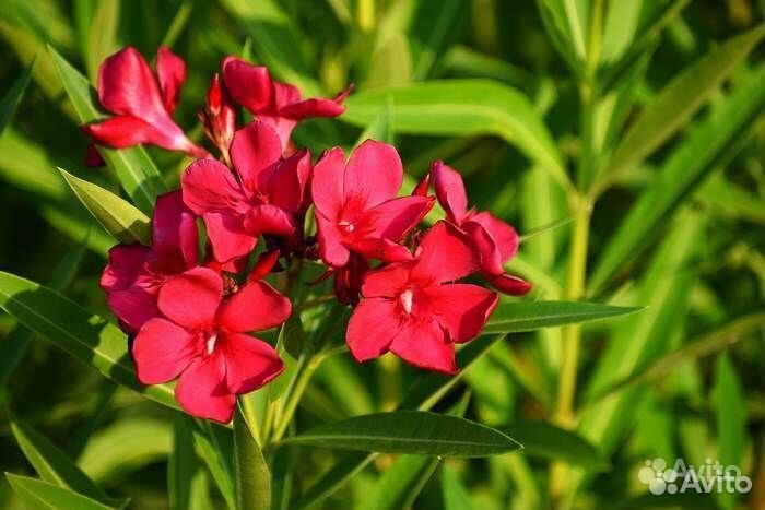 Саженцы Олеандр красный “Cardinal Red”