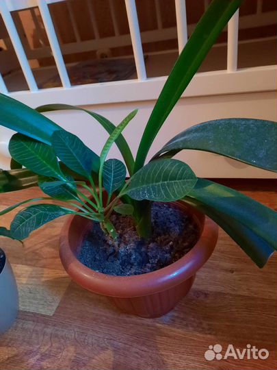 Комнатные цветы