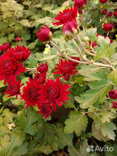 Цветы многолетники