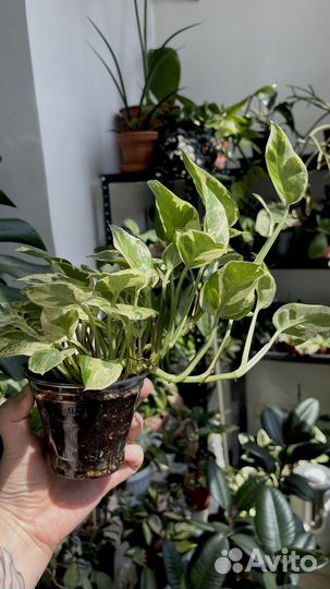 Эпипремнумы