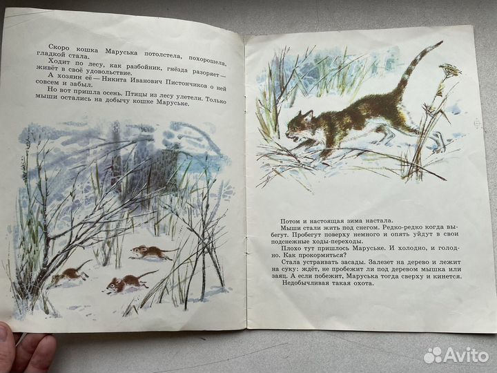 1985 год кот епифан