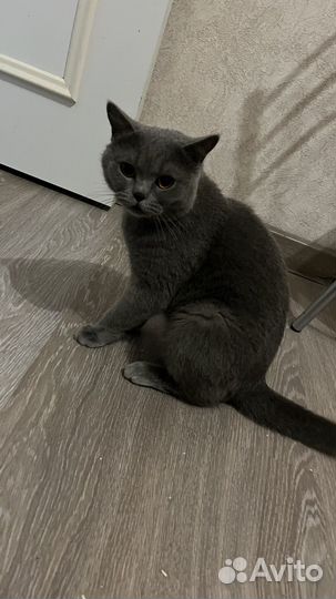 Британская кошка вязка