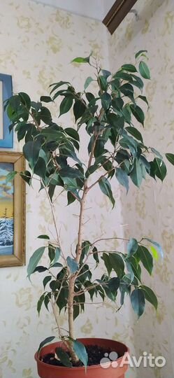 Фикус