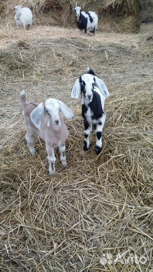 Козлята