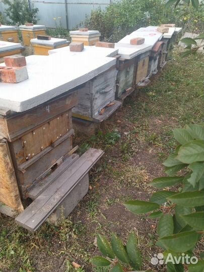 Пчелосемьи с ульями готовые к зимовке