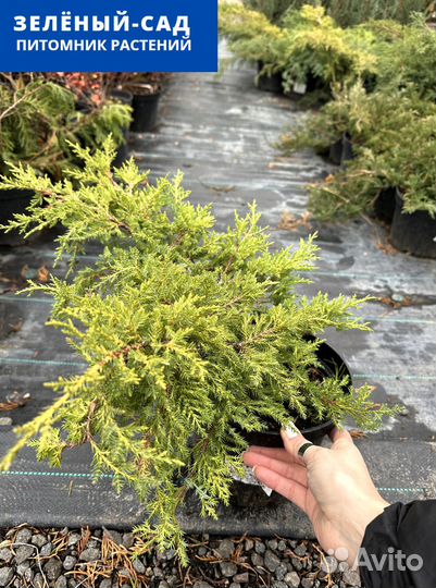 Можжевельник 