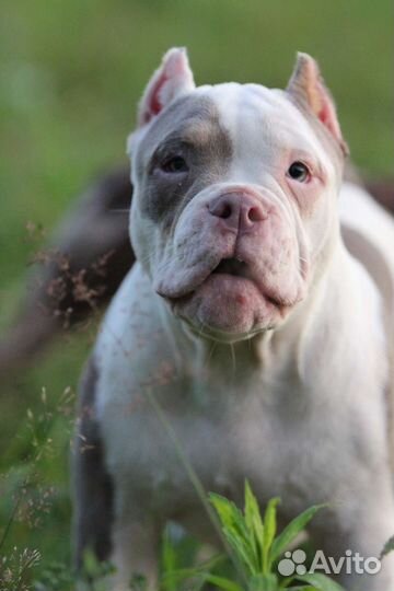 Американский булли