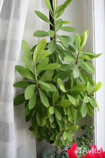 Пальма Синадениум Гранта (Дерево любви)