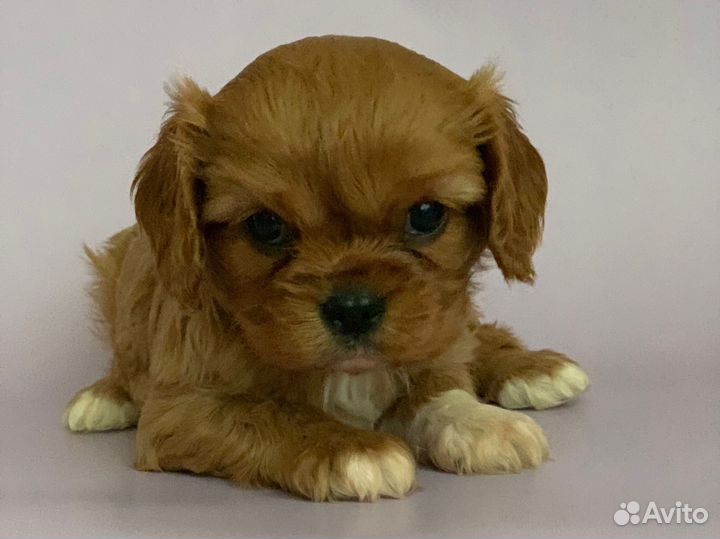 Девочки кавалер кинг чарльз спаниель