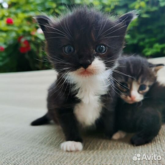 Отдадим котят в хорошие руки