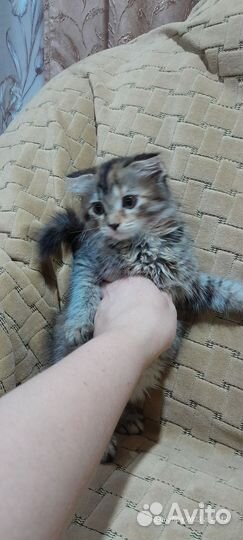 Кошечка в добрые руки