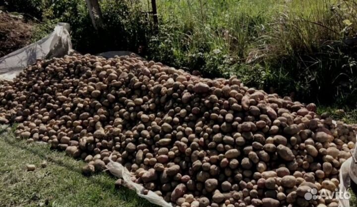 Картофель крупный